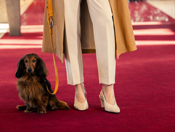 un chien et une personne à l'aéroport