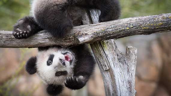 Zoo_Beauval_AdobeStock_200146520.jpg